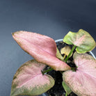 Syngonium podophyllum ‘Red Spot Tricolor’ with vibrant pink and green variegated leaves in a pot on a dark background.