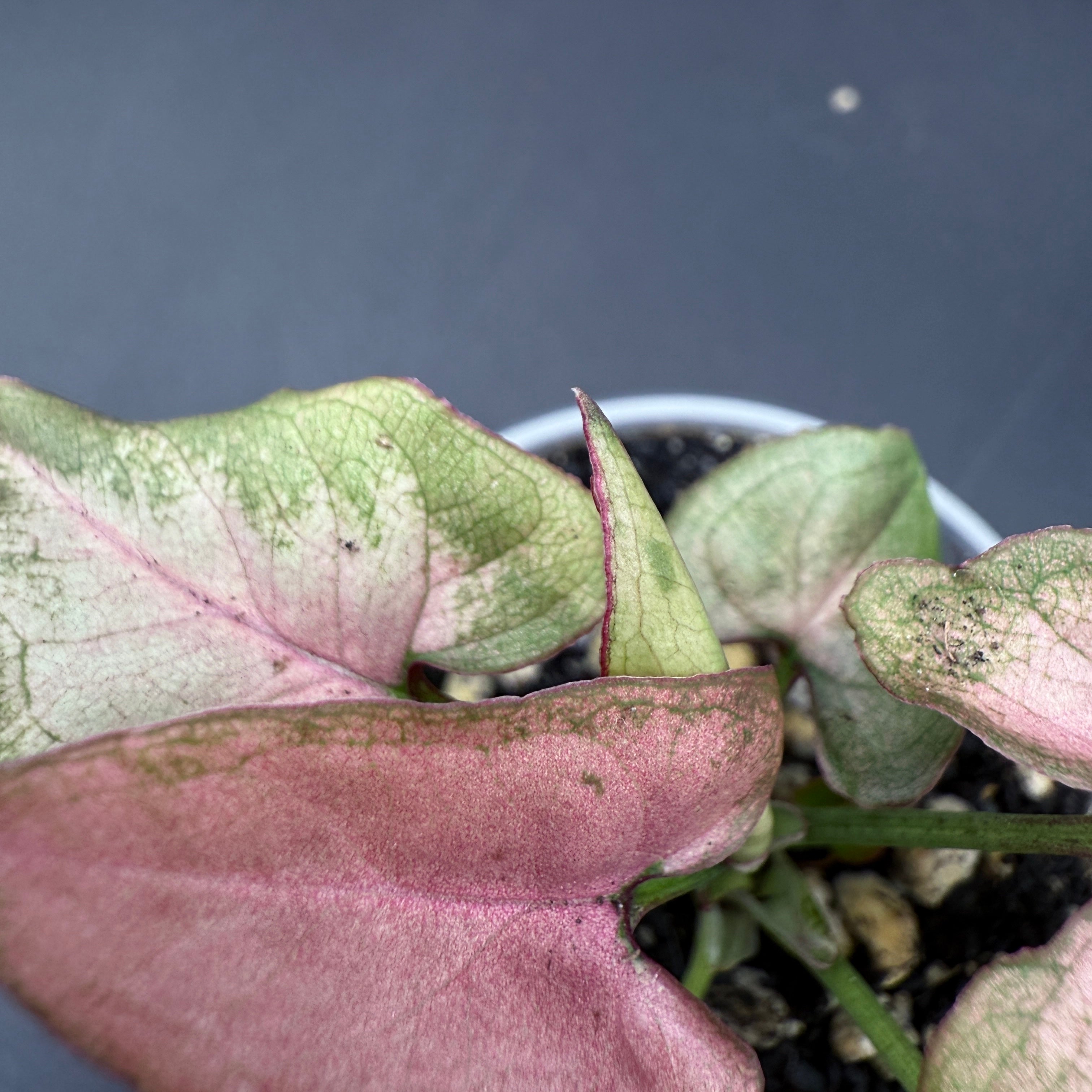 Syngonium podophyllum 'Red Spot Tricolor' with variegated green, cream, and pink leaves in a pot, showcasing vibrant foliage.