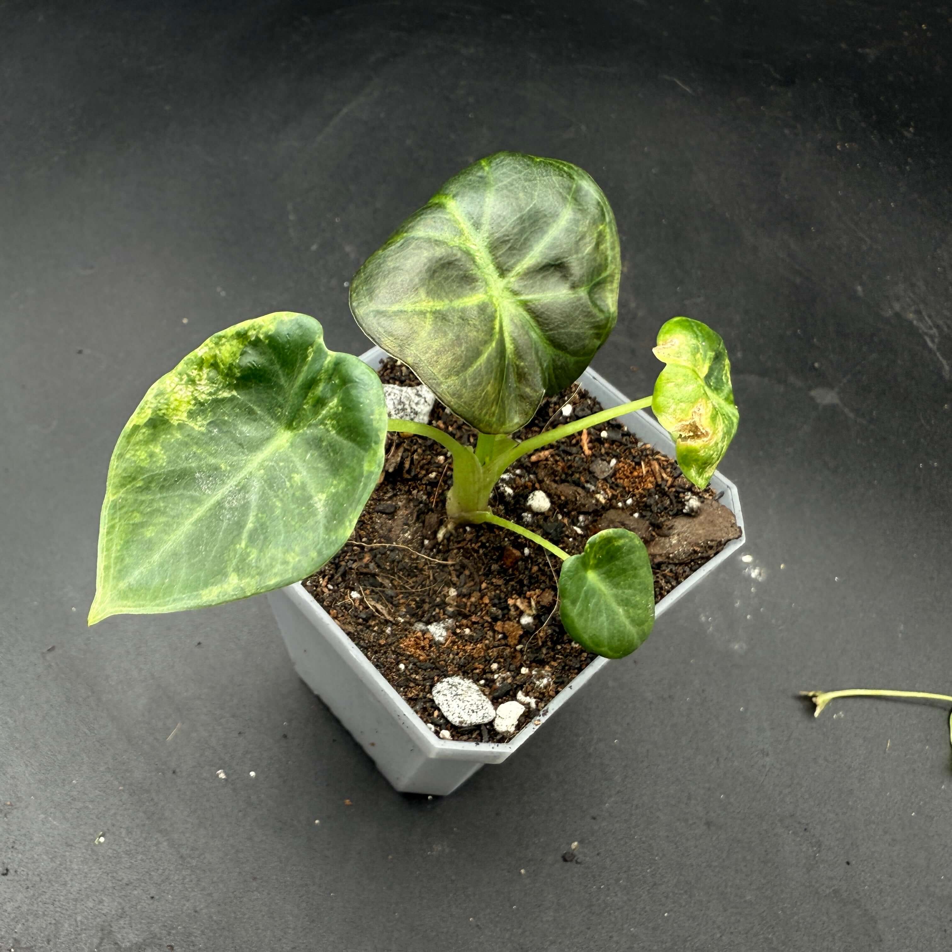 Alocasia Regal Shield Variegated plant in pot, showcasing green and white variegated leaves, ideal for indoor garden decor.