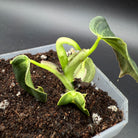 Young Philodendron melanochrysum plant with velvety green leaves and golden undertones on dark soil, ideal for indoor climbing.