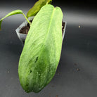 Philodendron longilobatum ‘Lelano Miyano’ Variegated with elongated green leaf in a pot.