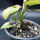 Syngonium podophyllum 'Red Spot Tricolor' Variegated plant in pot with green and pink patterned leaves.