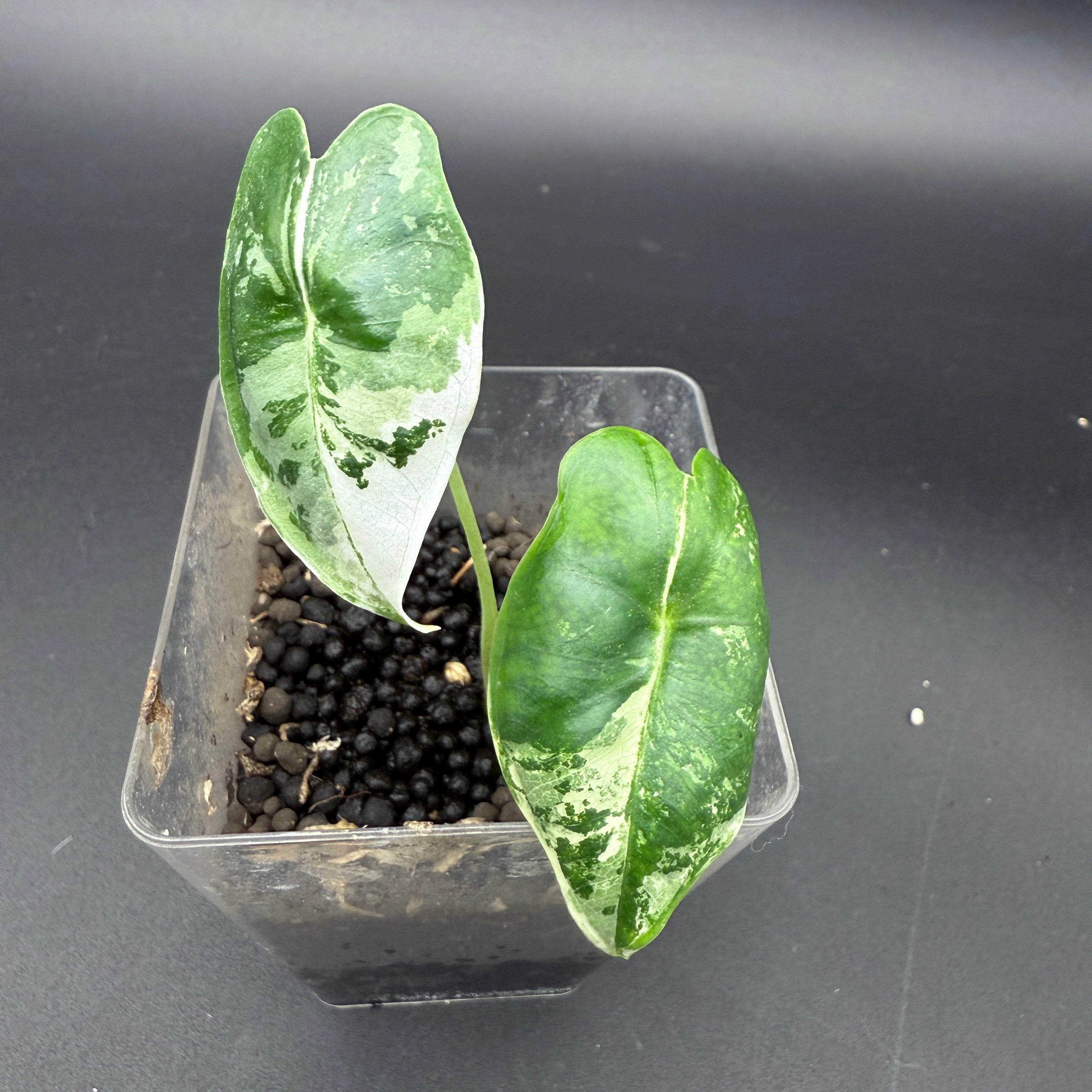 Variegated Alocasia Frydek plant in clear pot showcasing bold green and white leaves, perfect for indoor tropical decor.