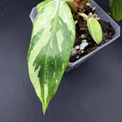 Philodendron White Princess with white variegation on green leaves in a pot, showcasing elegant and compact growth.