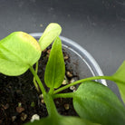 Anthurium Vitterafolium Variegated plant with green and white variegated leaves in a pot, perfect for enhancing indoor spaces.