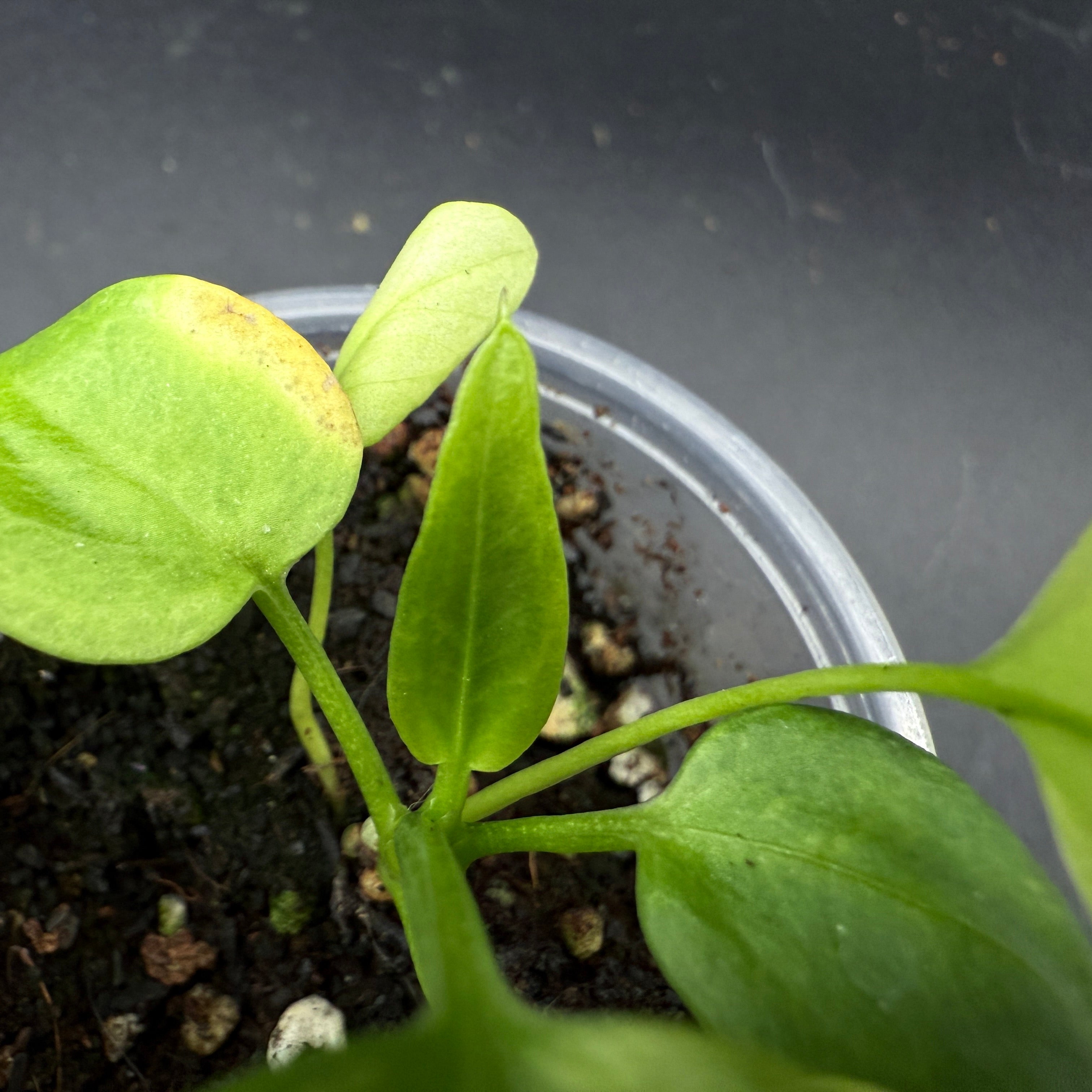 Anthurium Vitterafolium Variegated plant with green and white variegated leaves in a pot, perfect for enhancing indoor spaces.