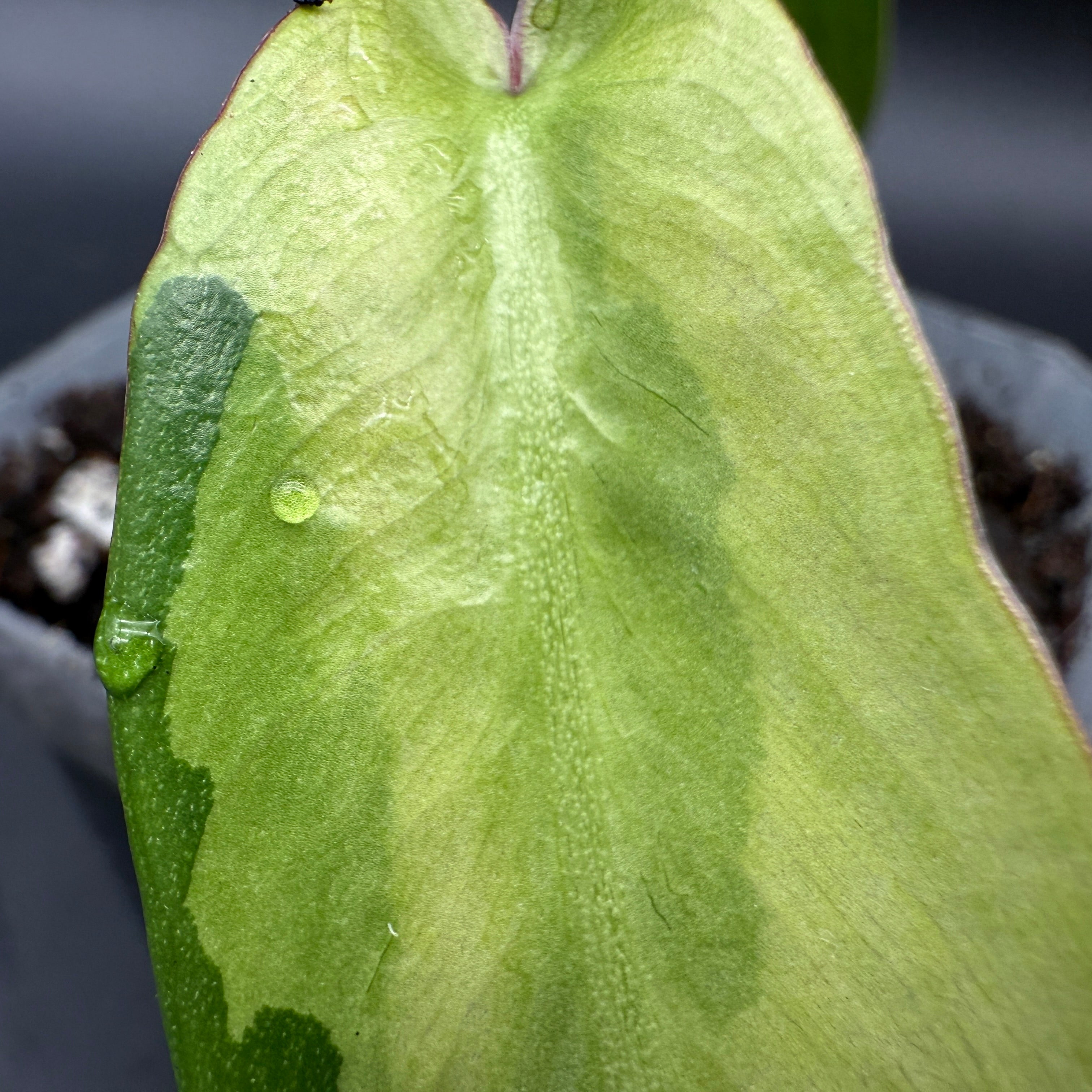 Close-up of Philodendron longilobatum 'Lelano Miyano' Variegated leaf with green and creamy white variegation.