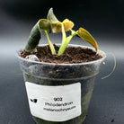 Philodendron melanochrysum potted plant with velvety leaves and golden undertones, showcasing climbing growth potential.