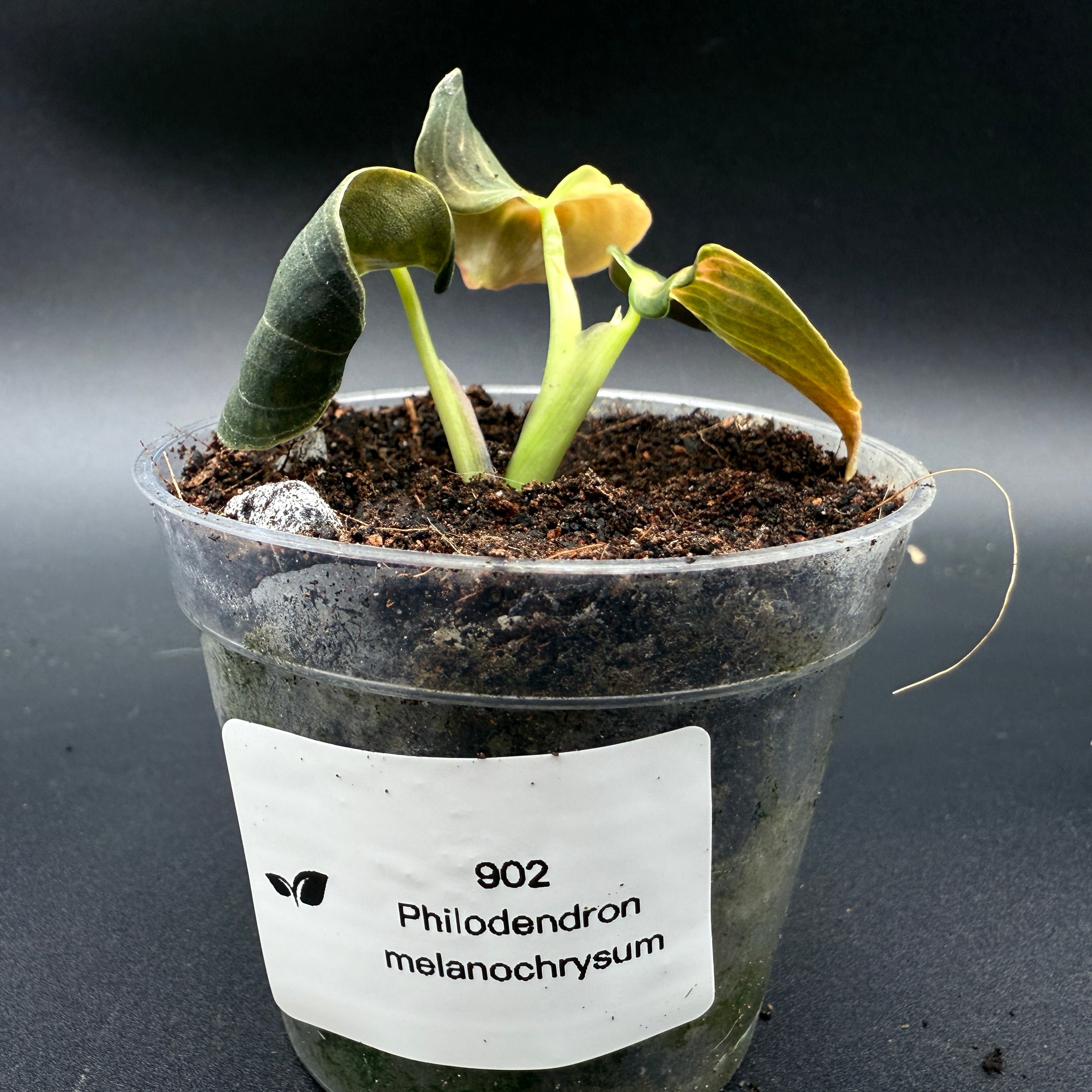 Philodendron melanochrysum potted plant with velvety leaves and golden undertones, showcasing climbing growth potential.