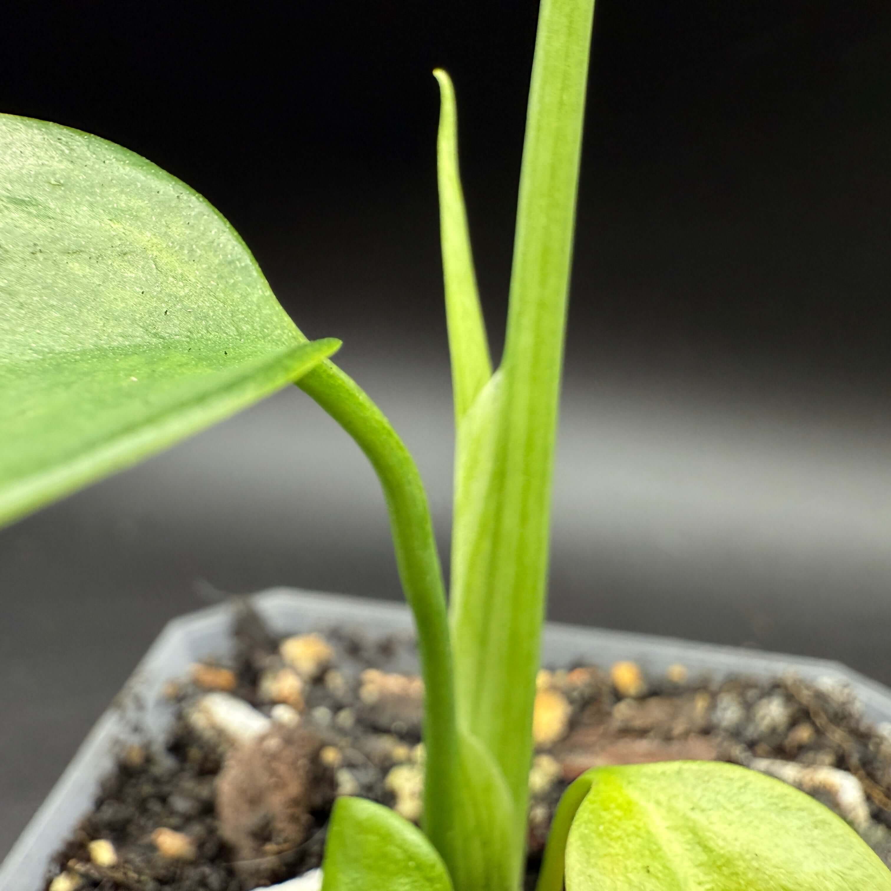 Close-up of Monstera deliciosa var. sierrana with lush green leaves, perfect for adding a tropical touch to indoor spaces.