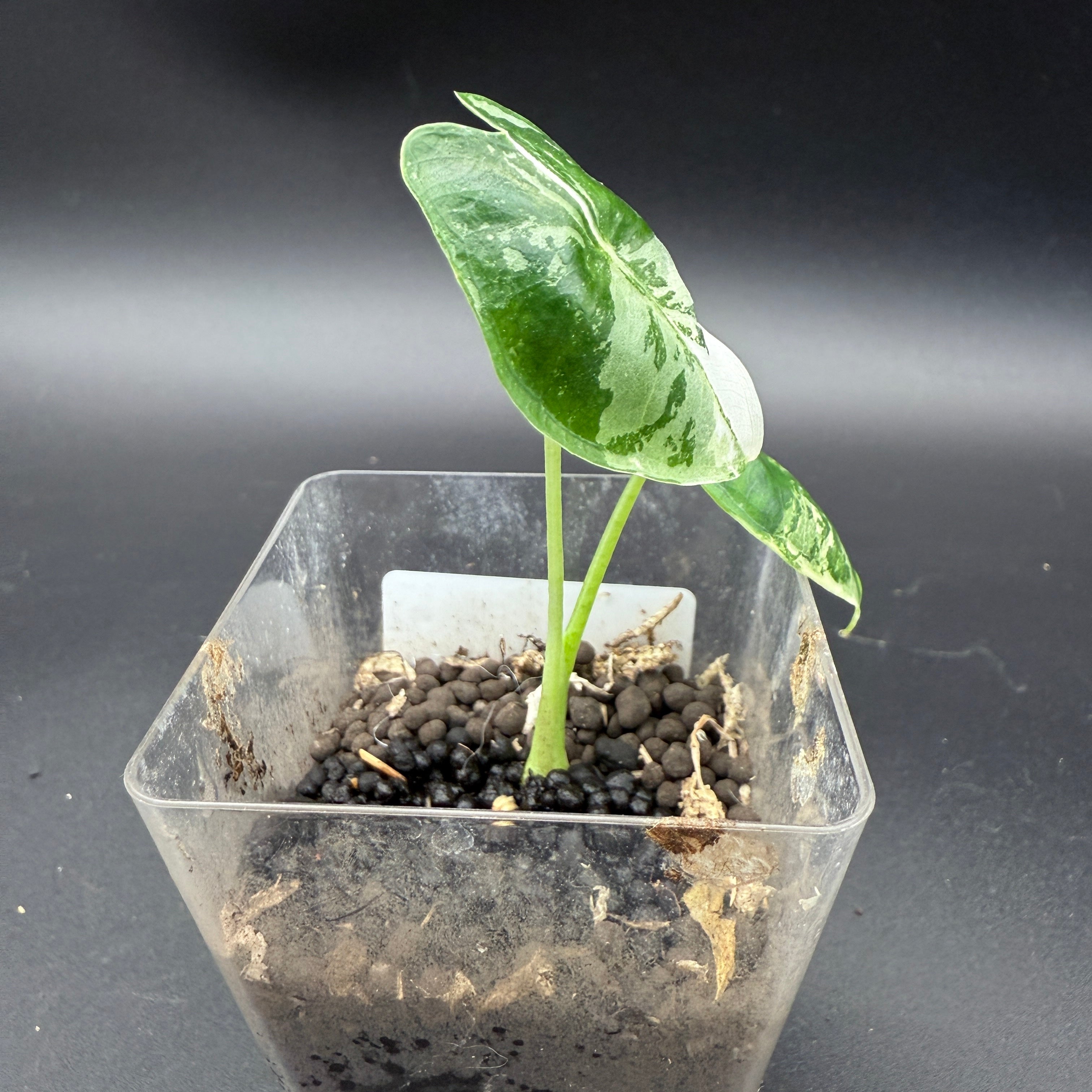 Variegated Alocasia Frydek plant with striking white and green leaves in a clear pot.