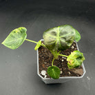 Alocasia Regal Shield Variegated plant with vibrant green and white leaves in a small pot, showcasing its unique variegation.