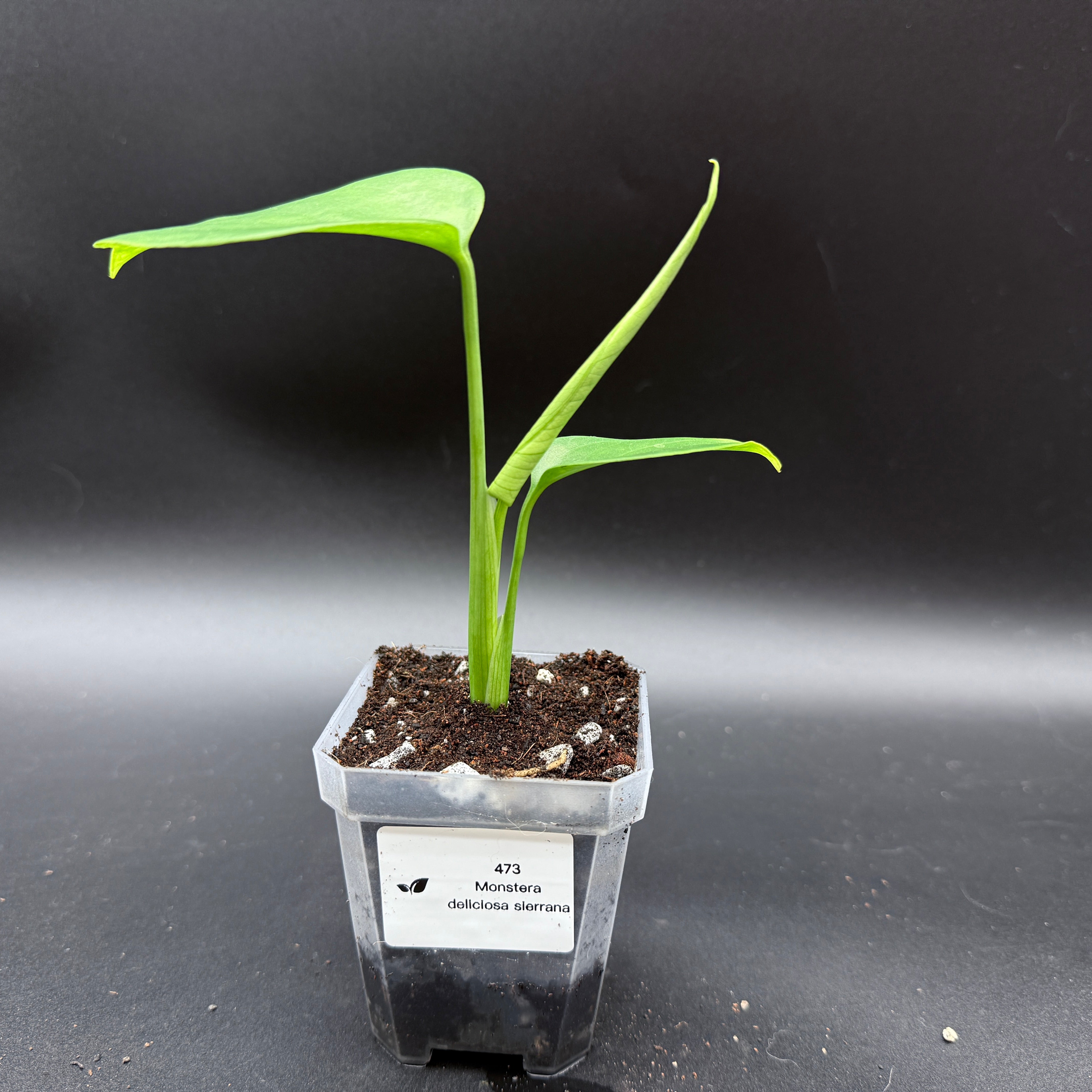 Plants by Groundさま　ムランジーナ euphorbia mlanjeana ムランジーナ | J.P Plants