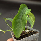 Epipremnum 'Cebu Blue' plant with silvery-blue variegated leaves, housed in a modern indoor planter, ideal for home decor.