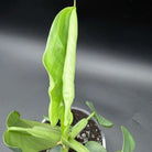 Philodendron bipennifolium 'Violin' with unique glossy green violin-shaped leaves in a pot against a dark background.