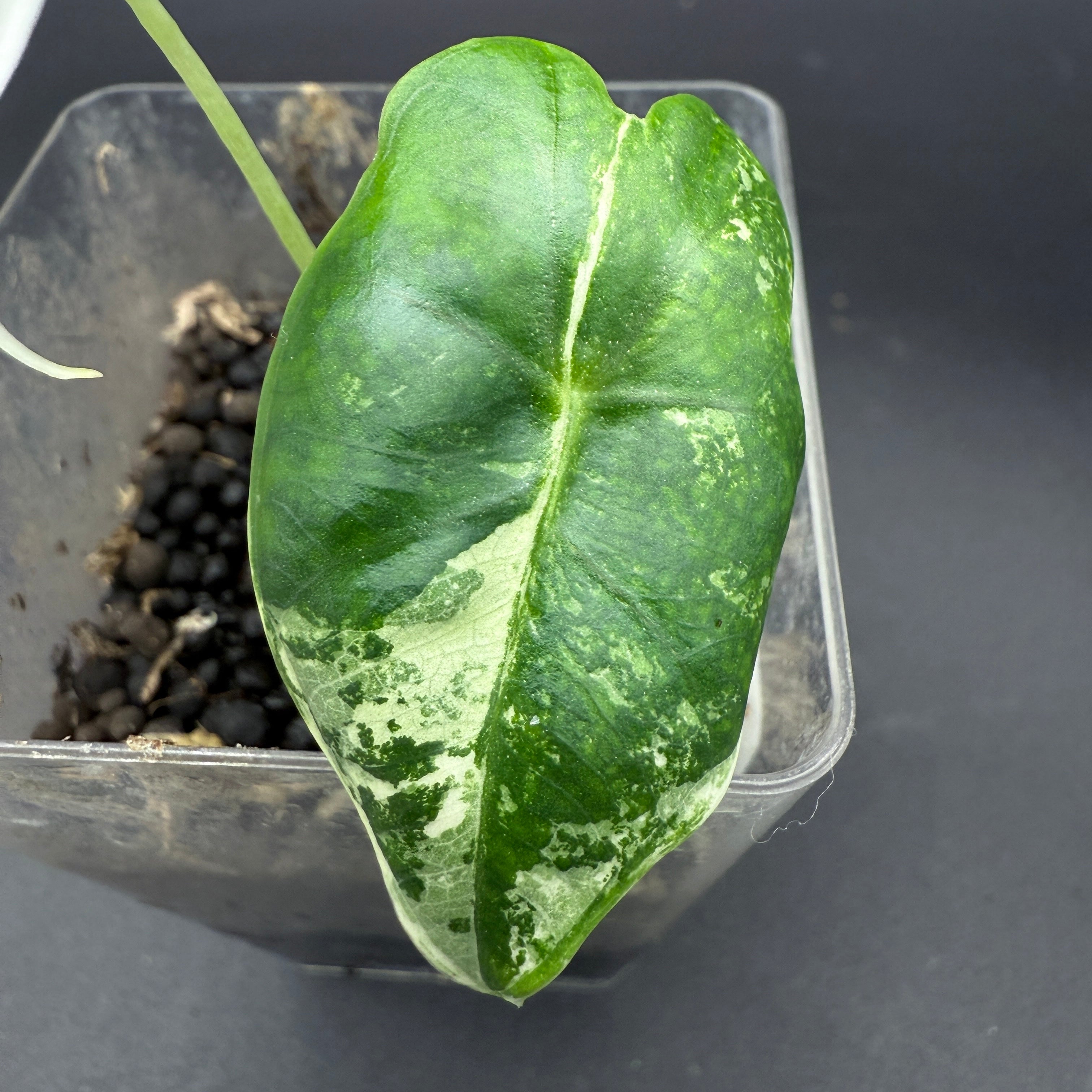 Variegated Alocasia Frydek leaf with vibrant green and white patterns in a clear pot.