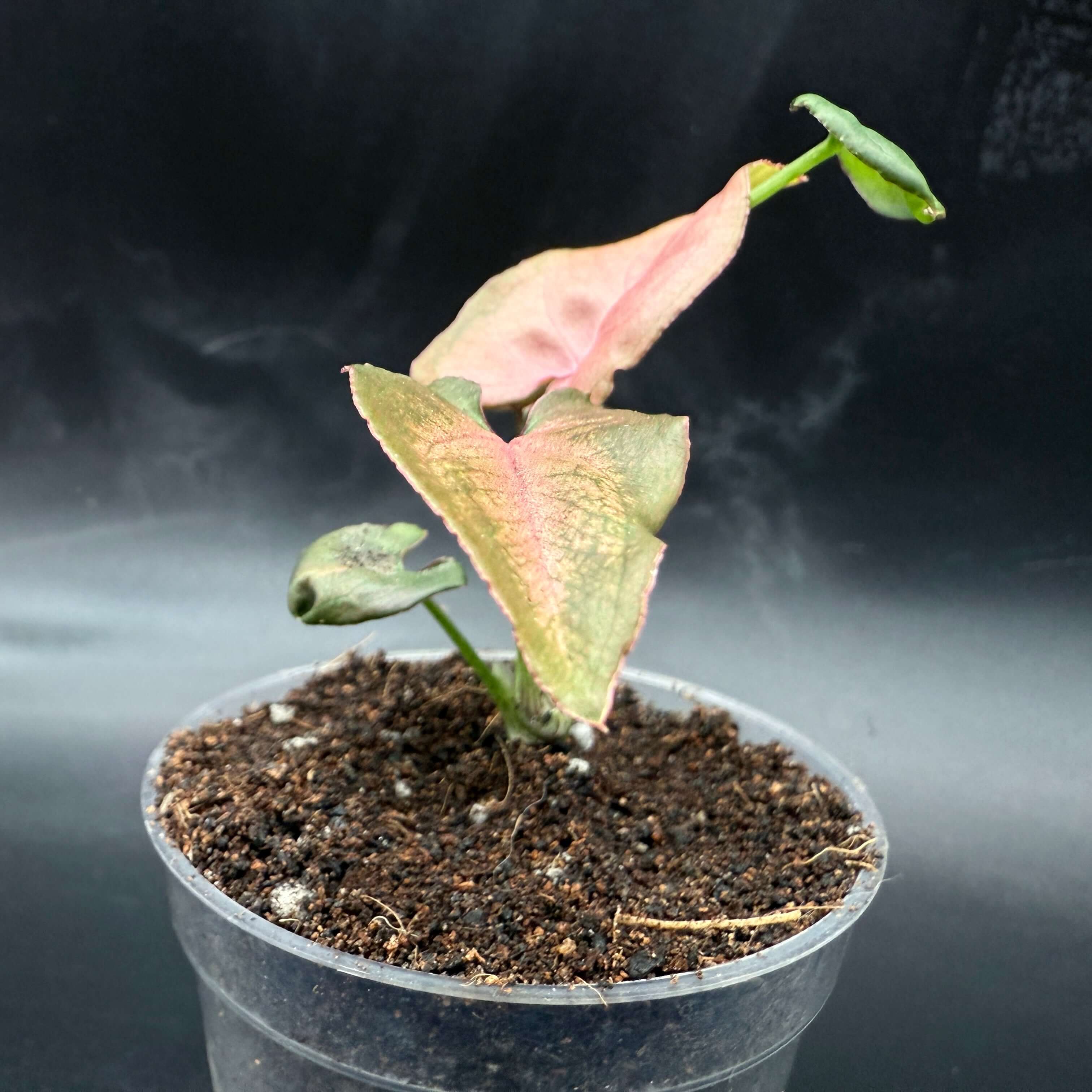 Syngonium podophyllum 'Red Spot Tricolor' Variegated plant with colorful arrow-shaped leaves in a plastic pot.