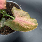 Close-up of Syngonium podophyllum 'Red Spot Tricolor' leaf showing green, cream, and pink variegation.