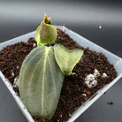 Young Philodendron melanochrysum plant with velvety green foliage and golden undertones in a pot, ideal for indoor plant collectors.