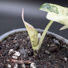 Close-up of Alocasia reginula 'Black Velvet' Pink Variegated plant with emerging pink-marbled leaf in a pot.