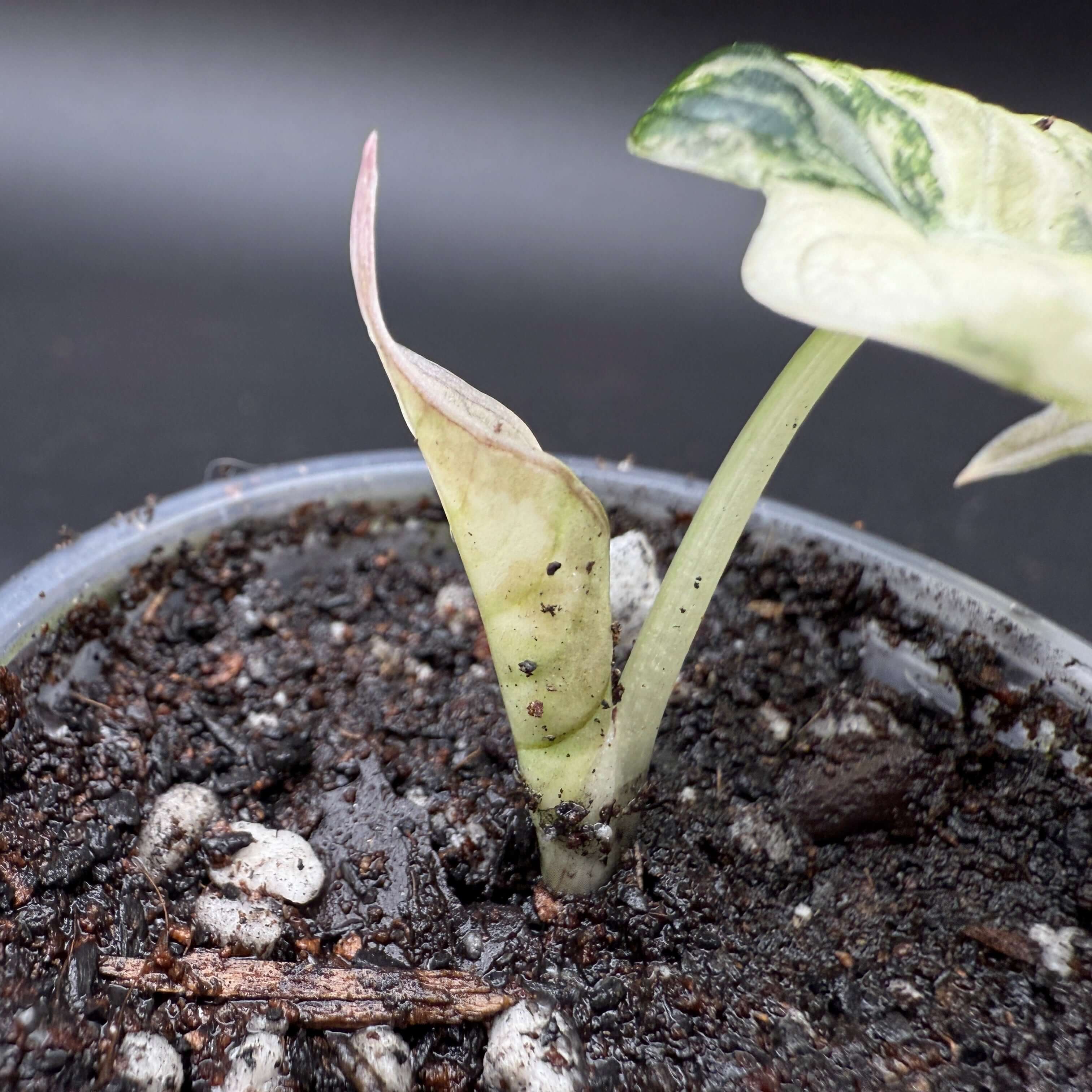 Close-up of Alocasia reginula 'Black Velvet' Pink Variegated plant with emerging pink-marbled leaf in a pot.