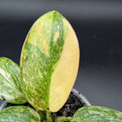 Close-up of Philodendron 'Green Congo' Variegated with striking green and white leaf patterns in a gray pot against a dark background.