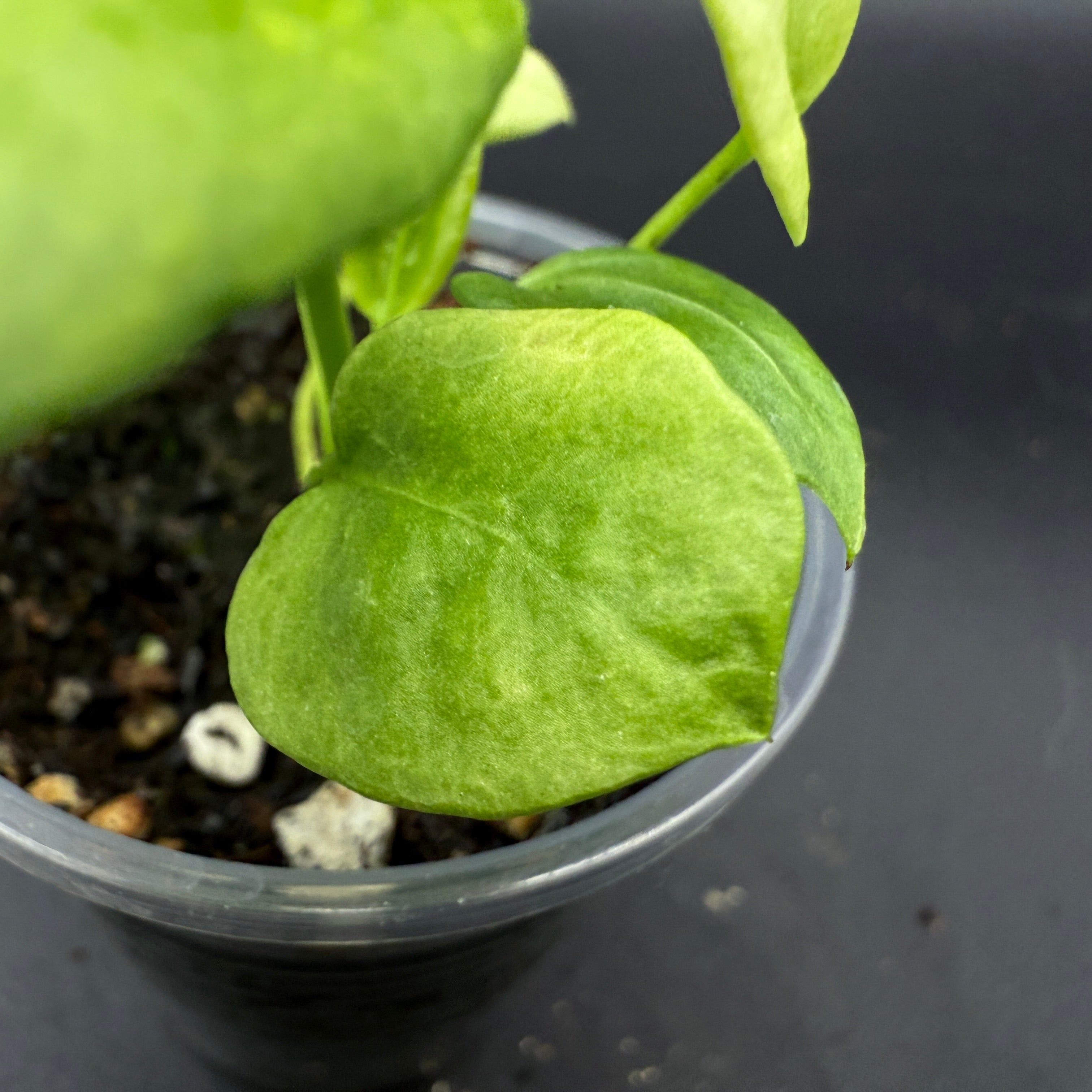 Close-up of Anthurium Vitterafolium Variegated with striking heart-shaped leaves in a clear pot, showcasing vibrant green variegation.