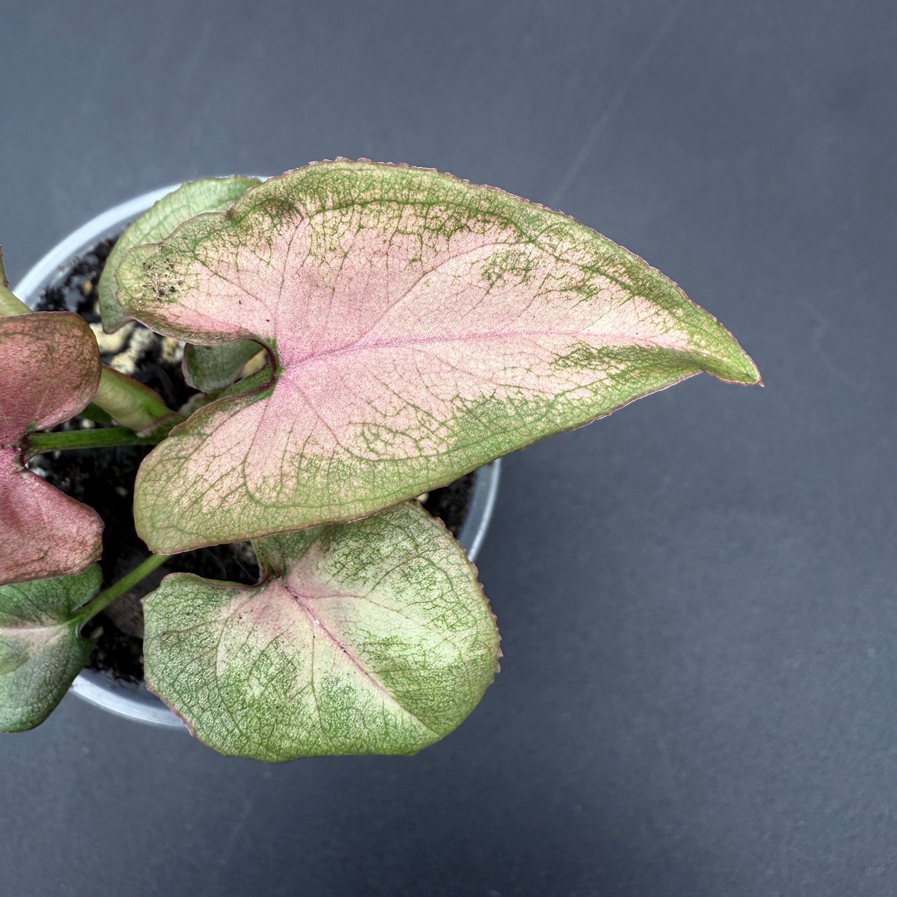 Syngonium podophyllum ‘Red Spot Tricolor’ with vibrant green, cream, and blush-pink variegated leaves in a pot.