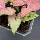 Syngonium podophyllum ‘Red Spot Tricolor’ Variegated showcasing its pink, green, and cream foliage in a planter.
