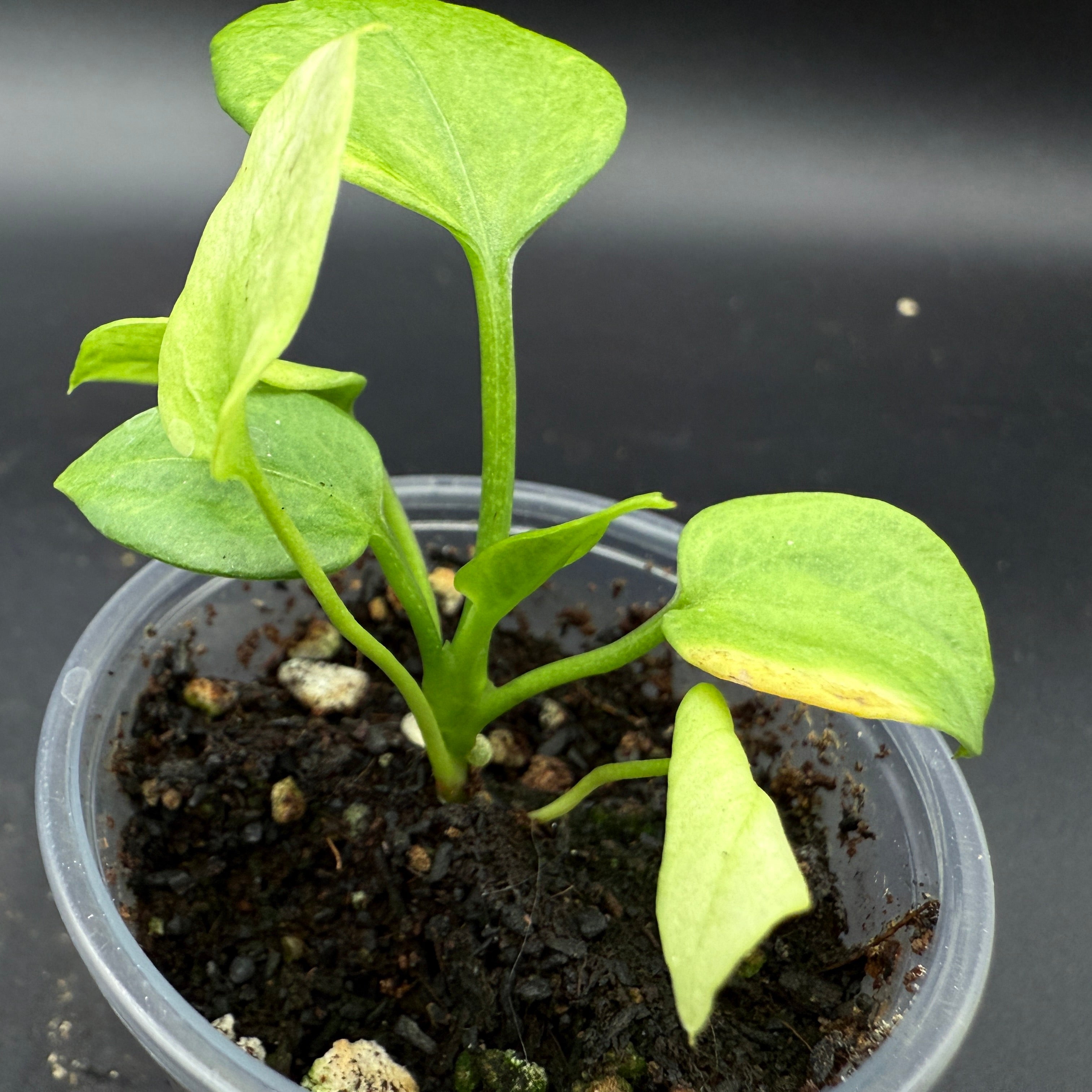 Anthurium Vitterafolium Variegated in a pot, showcasing vibrant green leaves with subtle variegation against a dark background.