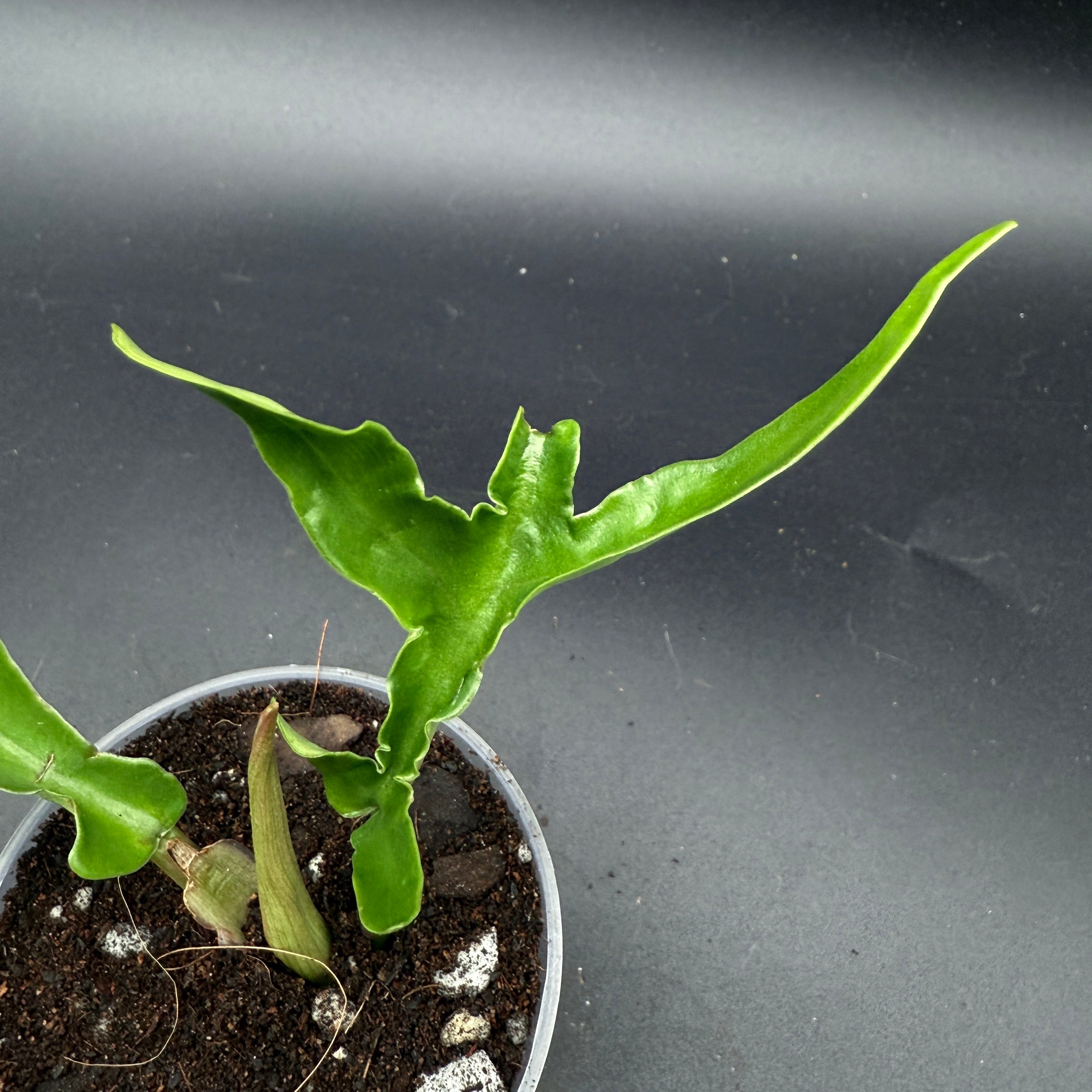 Philodendron Tortum with twisted stems and new, vibrant green leaf in a pot, perfect for indoor gardens.