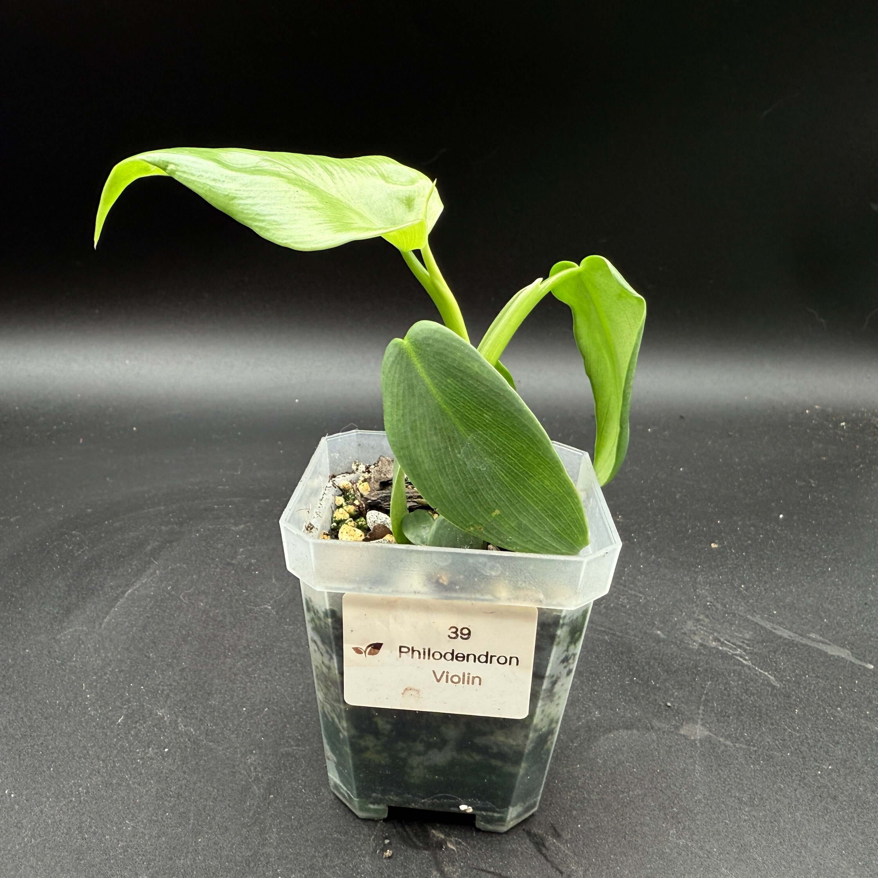 Philodendron bipennifolium 'Violin' in a pot, showing unique violin-shaped glossy green leaves against a dark background.