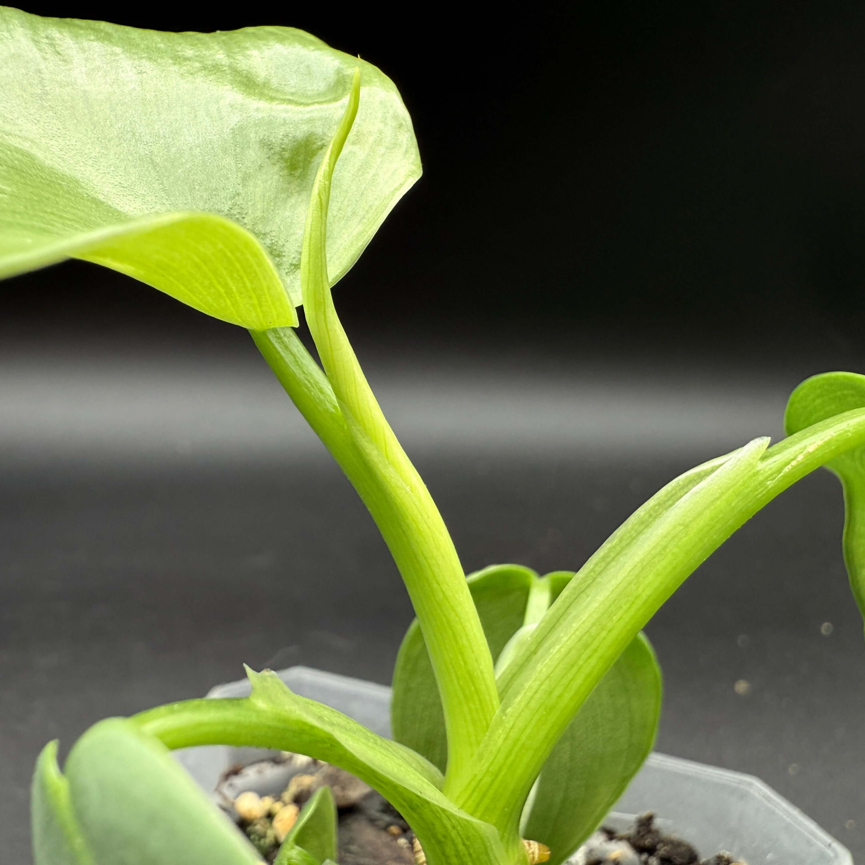 Close-up of Philodendron bipennifolium 'Violin' with violin-shaped glossy green leaves, showcasing climbing growth habit.