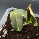 Philodendron melanochrysum seedling with velvety green leaves in a pot, ideal for collectors seeking unique foliage plants.