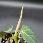 Philodendron Splendid plant with emerging leaf in a pot, showing velvety emerald foliage and bright venation against a dark background.