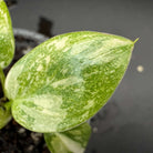 Variegated Philodendron 'Green Congo' leaf showing vibrant green with white accents, ideal for indoor gardens.