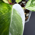 Close-up of Philodendron 'White Princess' leaf showcasing green and white variegation, ideal for stylish indoor decor.