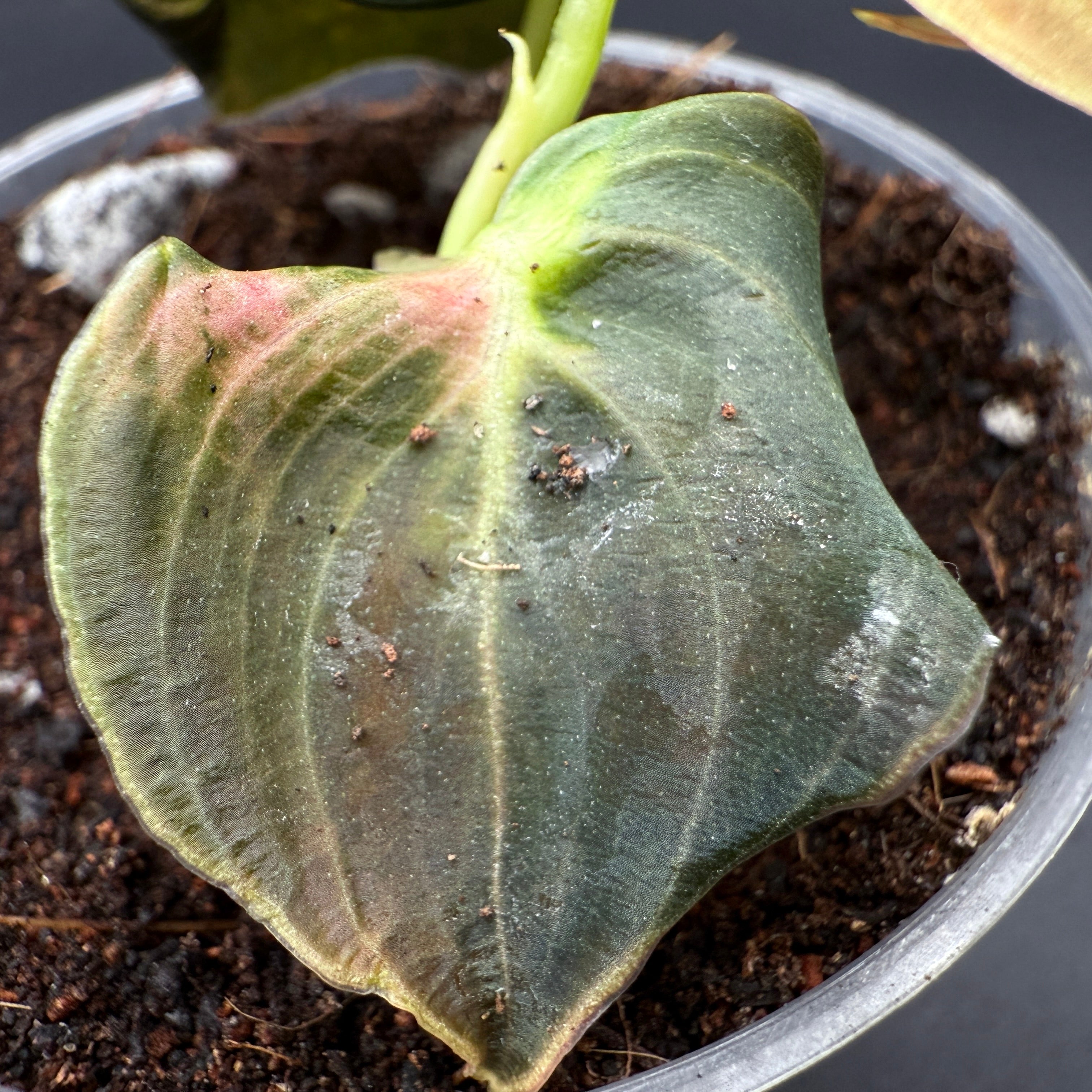 Close-up of Philodendron melanochrysum leaf with velvety texture and golden undertones, ideal for collectors and vertical growth display.