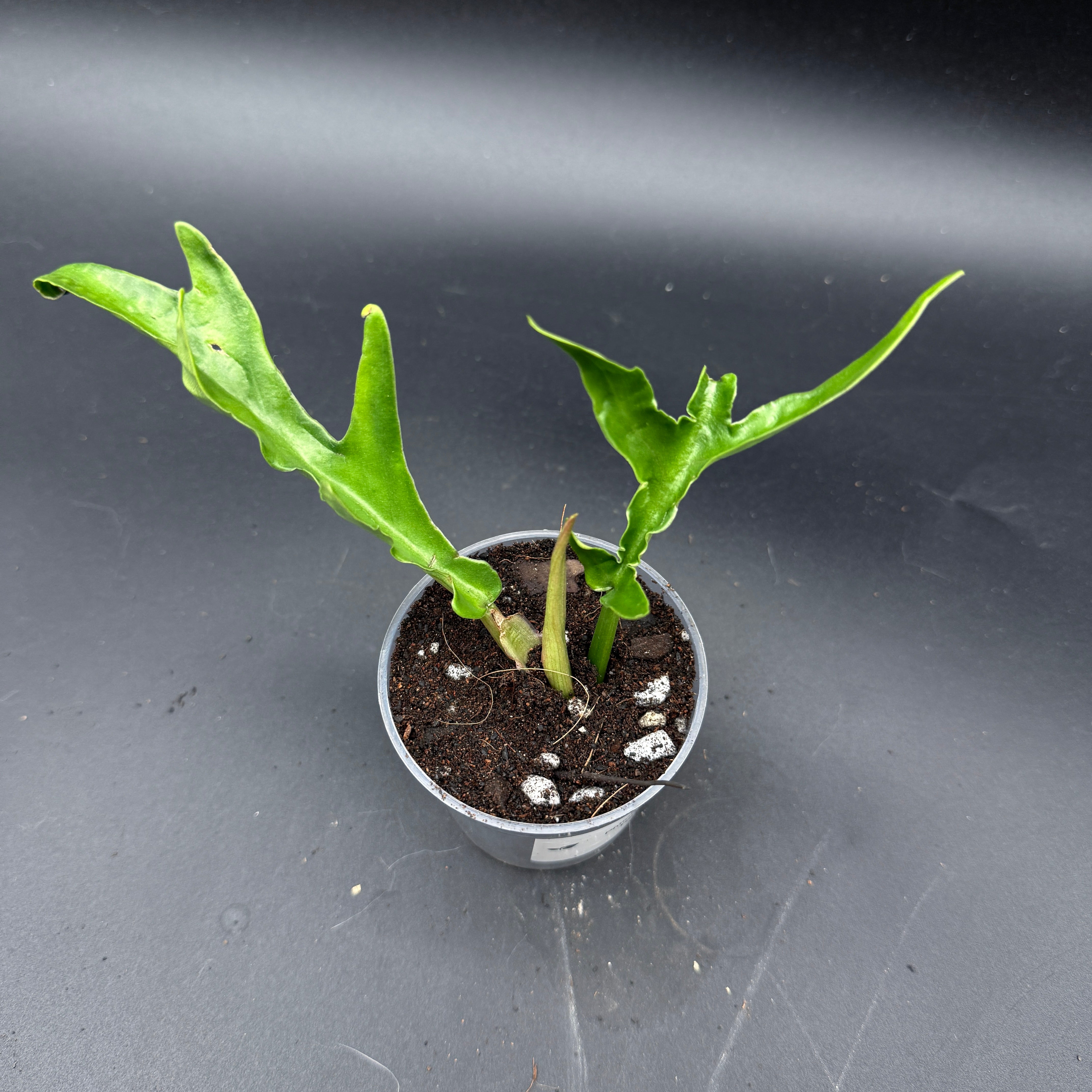 Philodendron Tortum with twisted stems in a pot, showcasing lush foliage; perfect for indoor gardens and plant enthusiasts.