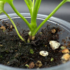 Close-up of Anthurium Vitterafolium Variegated plant base in potting soil, highlighting vibrant green stem and healthy growth.