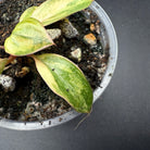 Close-up of a Philodendron 'Red Congo' Variegated plant in a pot, showcasing its multicolored glossy leaves and unique variegation.