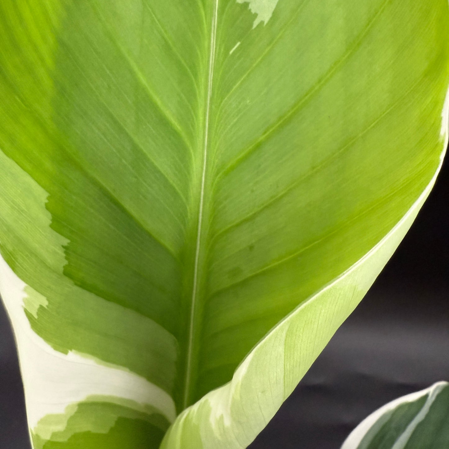 Musa Florida Banana Variegated