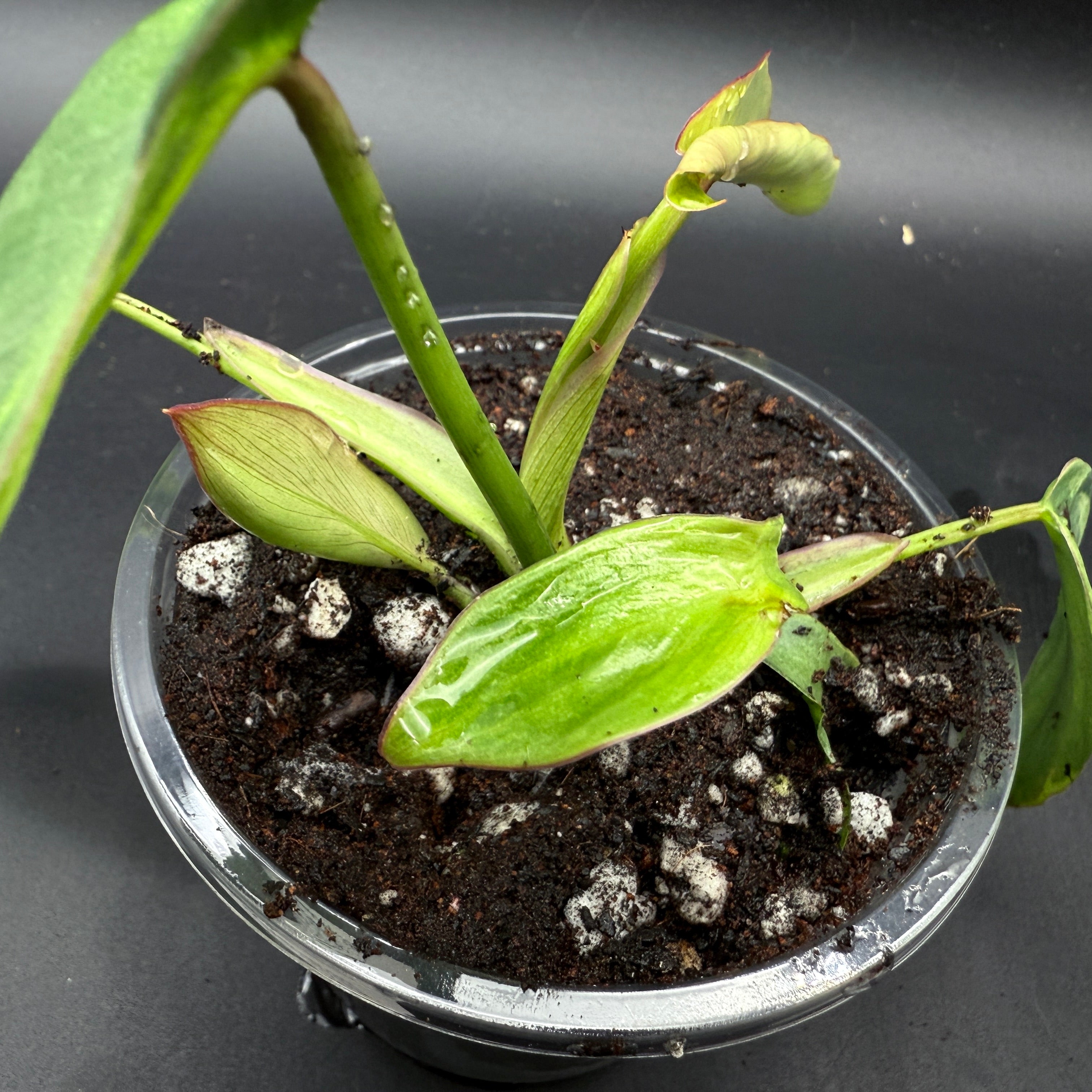 Philodendron Longilobatum 'Lelano Miyano' Variegated (903