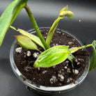 Philodendron longilobatum 'Lelano Miyano' Variegated plant with variegated leaves in a pot.