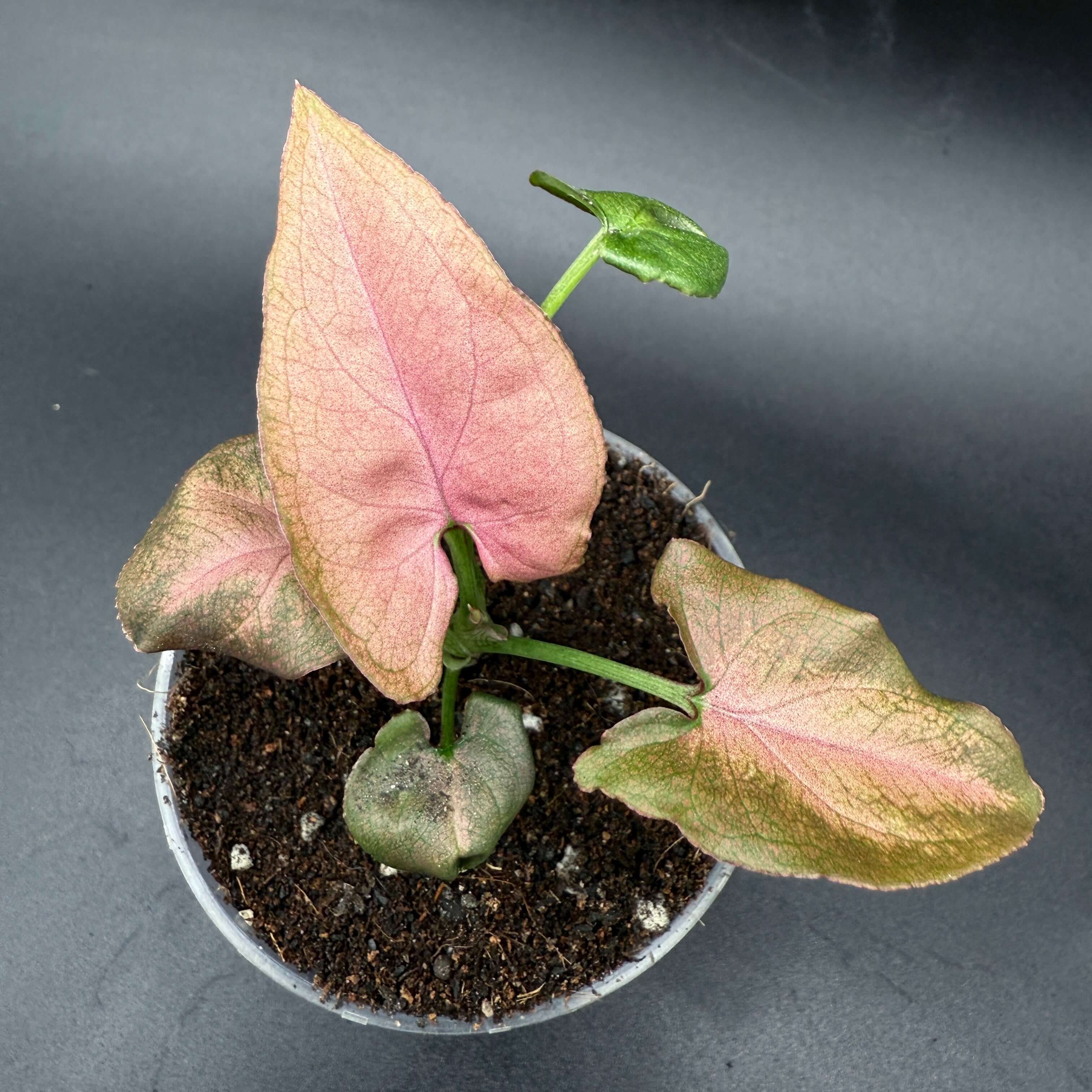 Syngonium podophyllum ‘Red Spot Tricolor’ with pink and green variegated leaves in a small black pot on a dark surface.