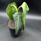 Philodendron maximum plant in pot with large glossy green leaves, showcasing its tropical beauty and elegance.