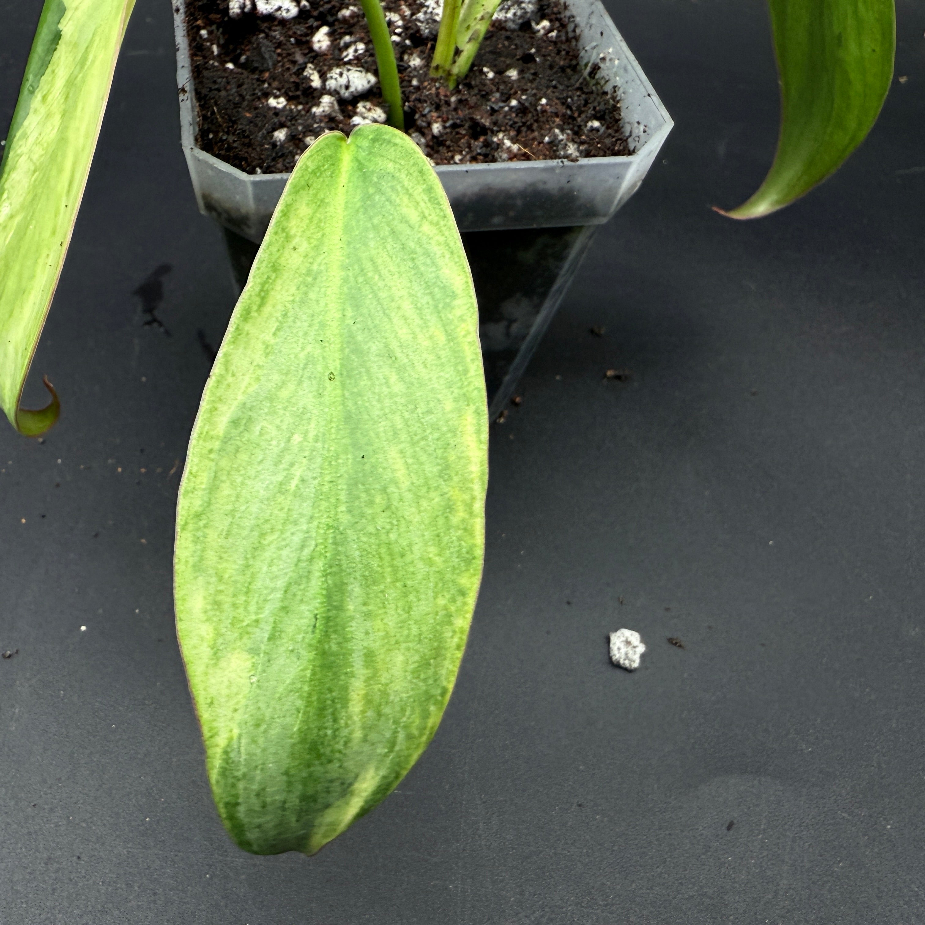 Philodendron longilobatum 'Lelano Miyano' Variegated leaf in a pot, showcasing its unique green variegation and elongated shape.