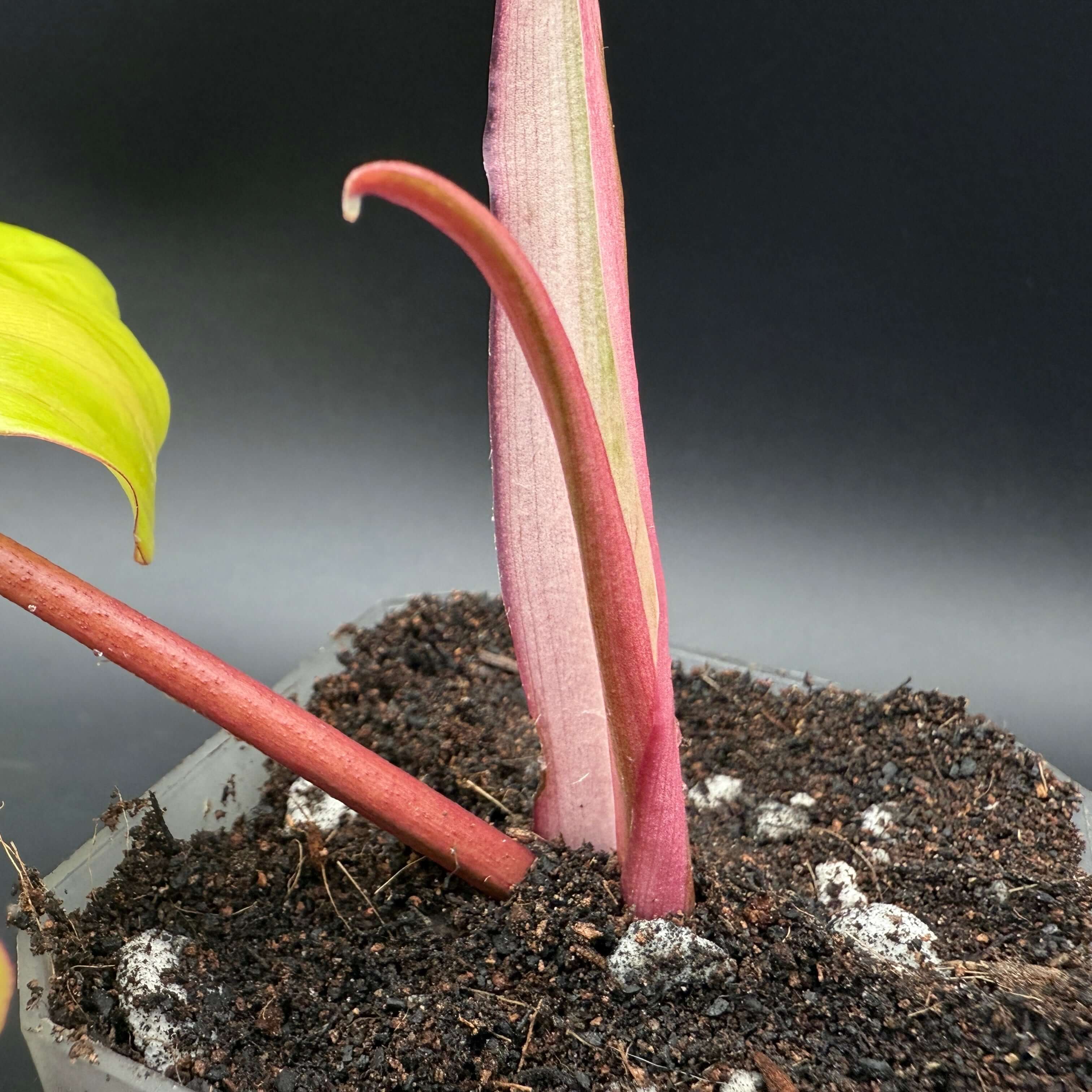 Philodendron Florida Beauty x Mayoi cutting with vibrant red stem and new growth in a pot of dark soil.