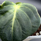 Close-up of a Philodendron melanochrysum leaf with velvety texture, deep green hue, and golden undertones highlighting the veins.