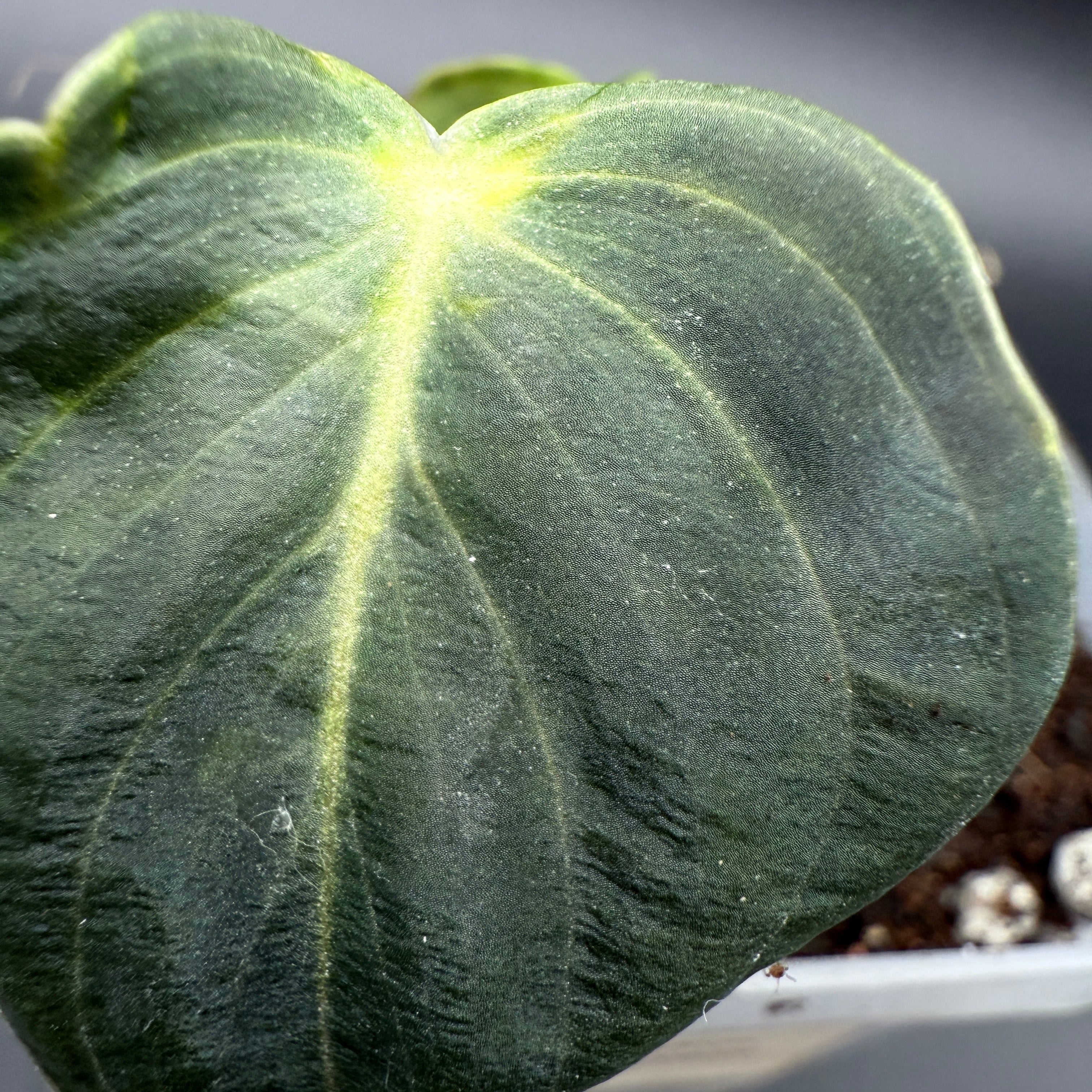 Close-up of a Philodendron melanochrysum leaf with velvety texture, deep green hue, and golden undertones highlighting the veins.